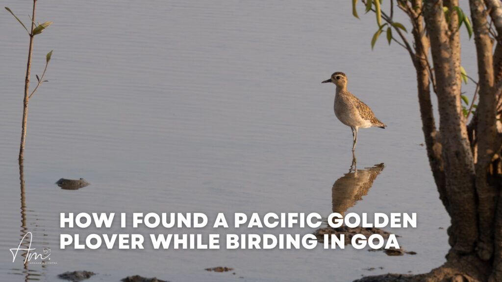 How I Found a Pacific Golden Plover While Birding in Goa